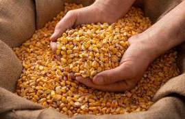 Moldova exportă porumb pentru sămânță la prețuri record în Germania - agroexpert.md