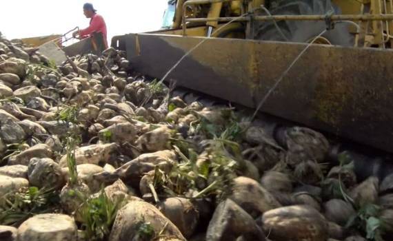 Погодные условия спровоцировали начало более ранней уборки свёклы - agroexpert.md