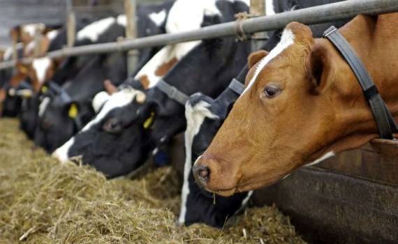 В Венгрии у КРС выявили первую за 10 лет вспышку блютанга - agroexpert.md