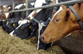 В Венгрии у КРС выявили первую за 10 лет вспышку блютанга - agroexpert.md