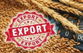 Экспорт пшеницы: почему сентябрь — окно возможностей - agroexpert.md