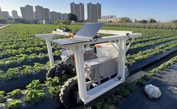 Робот-комбайн распознает и собирает 74% спелых ягод клубники - agroexpert.md