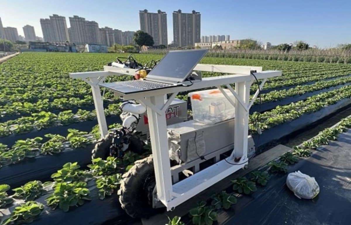 Робот-комбайн распознает и собирает 74% спелых ягод клубники - agroexpert.md