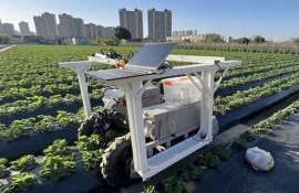 Робот-комбайн распознает и собирает 74% спелых ягод клубники - agroexpert.md