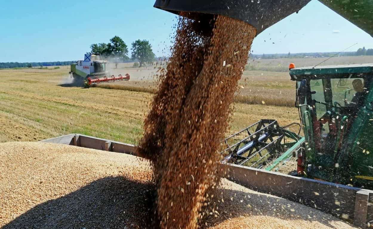 Почему Германия может стать нетто-импортером пшеницы - agroexpert.md