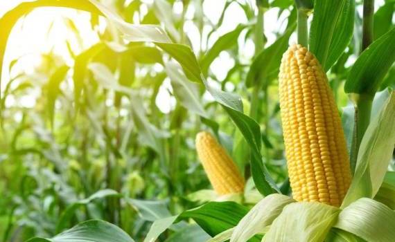 Падение мировых котировок давит на цену кукурузы в Украине - agroexpert.md