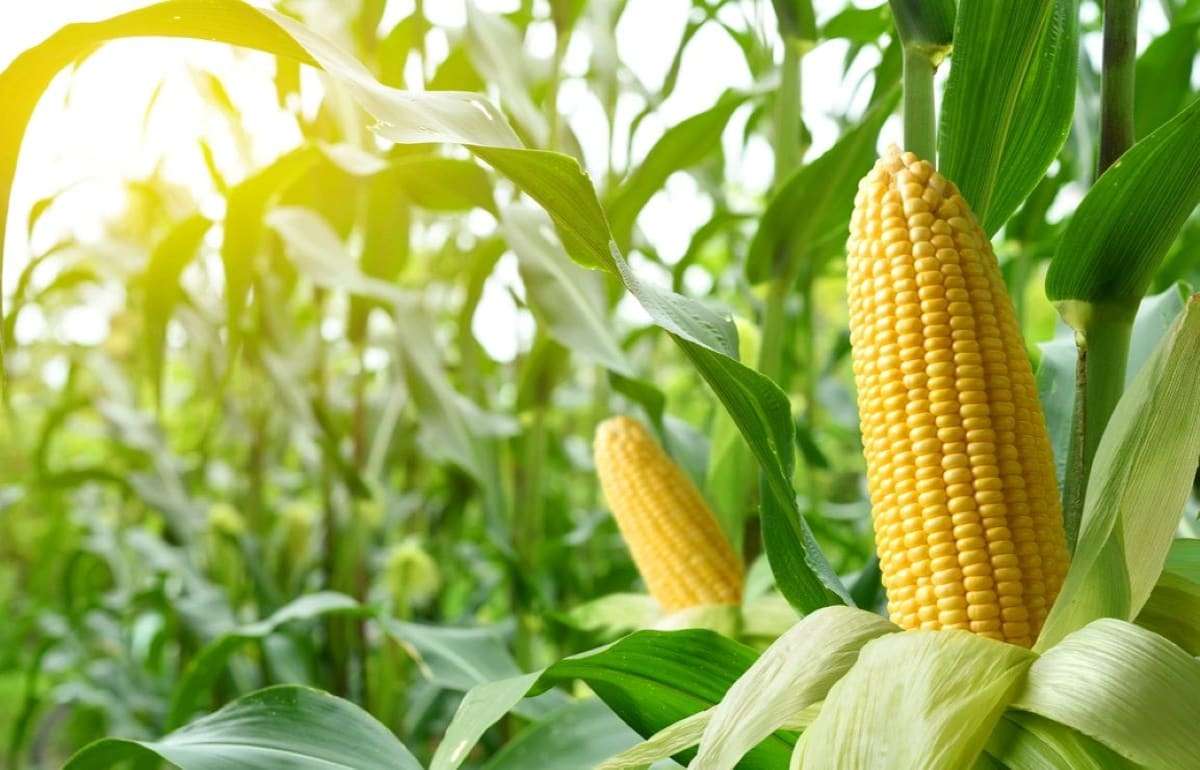 Падение мировых котировок давит на цену кукурузы в Украине - agroexpert.md