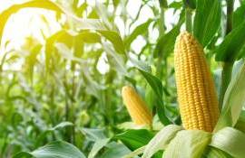 Падение мировых котировок давит на цену кукурузы в Украине - agroexpert.md