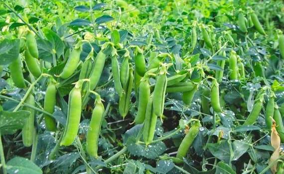 Почему в Украине растут площади под горохом - agroexpert.md