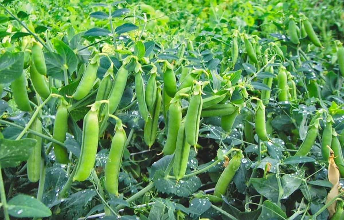 Почему в Украине растут площади под горохом - agroexpert.md