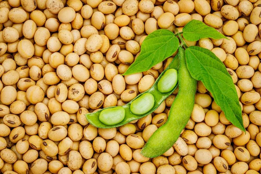 Valorificarea potențialului bioeconomic al soiei în condițiile schimbărilor climatice - agroexpert.md