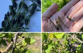 ajutorul financiar pentru înghețuri  - agroexpert.md