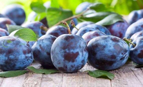Сливовый рынок ЕС: лидерство у Румынии, Молдова набирает обороты - agroexpert.md