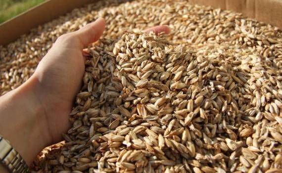 Prețul orzului l-a depășit pe cel al grâului - agroexpert.md