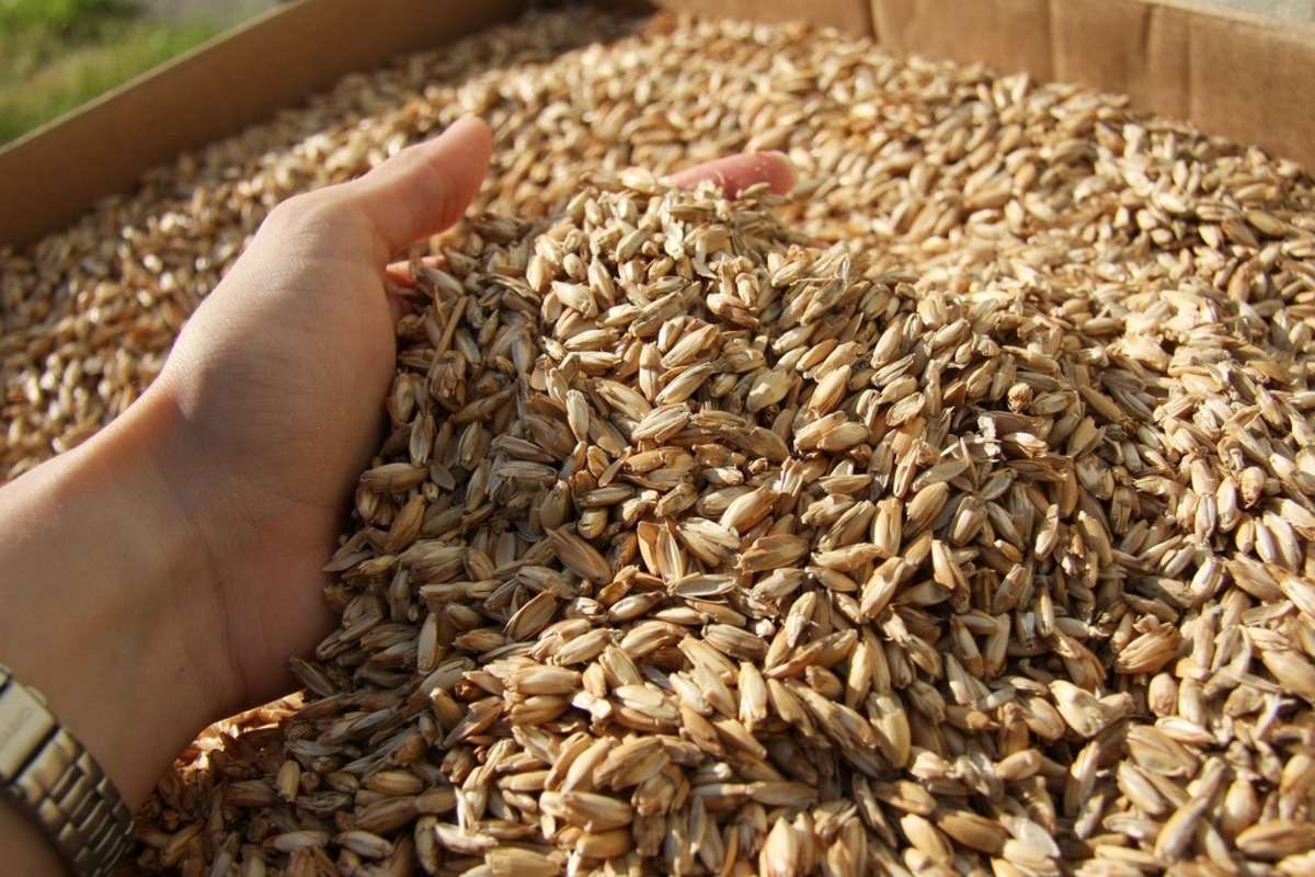 Prețul orzului l-a depășit pe cel al grâului - agroexpert.md