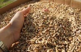 Prețul orzului l-a depășit pe cel al grâului - agroexpert.md