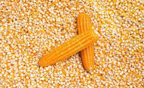 Prețurile porumbului rămân stabile înaintea noii recolte - agroexpert.md