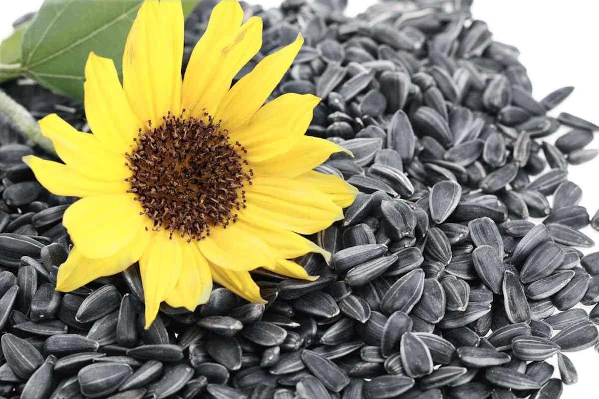 Scade prețul la floarea-soarelui. - agroexpert.md
