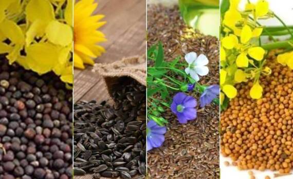 Особенности экспорта масличных культур из Молдовы в августе 2025 года - agroexpert.md