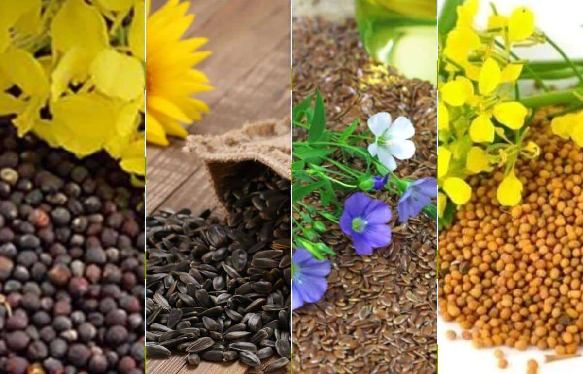 Особенности экспорта масличных культур из Молдовы в августе 2025 года - agroexpert.md