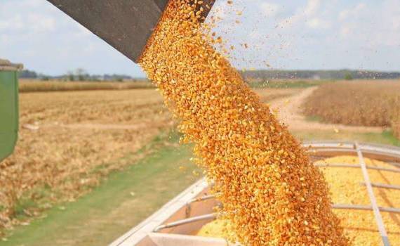 Китай сократил прогноз импорта кукурузы вдвое - agroexpert.md