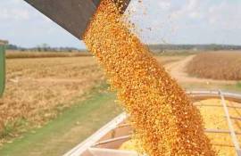 Китай сократил прогноз импорта кукурузы вдвое - agroexpert.md