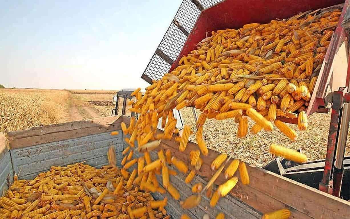 Экспорт кукурузы из Украины в сентябре практически остановился - agroexpert.md