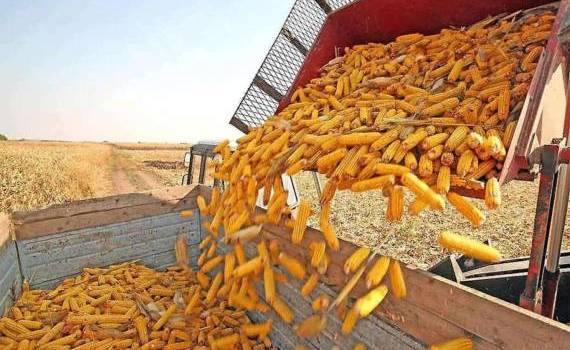 Экспорт кукурузы из Украины в сентябре практически остановился - agroexpert.md