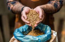 Orzul devine mai profitabil decât grâul - agroexpert.md
