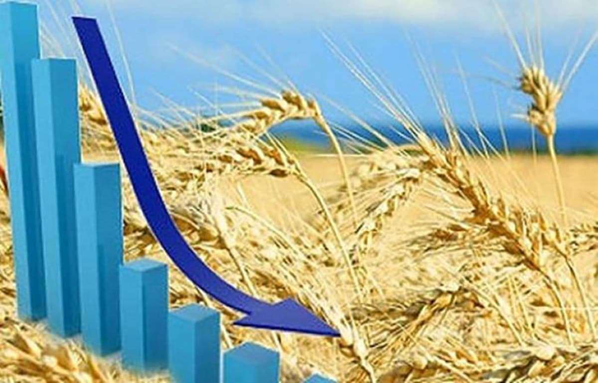 Цены на пшеницу в Украине снижаются под давлением роста прогнозов урожая - agroexpert.md