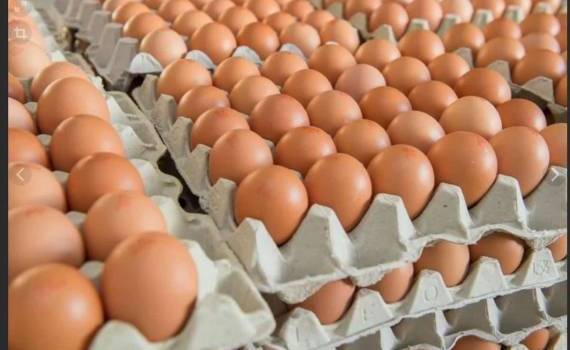 Мировой рынок яиц за десятилетие вырастет на 22% - agroexpert.md