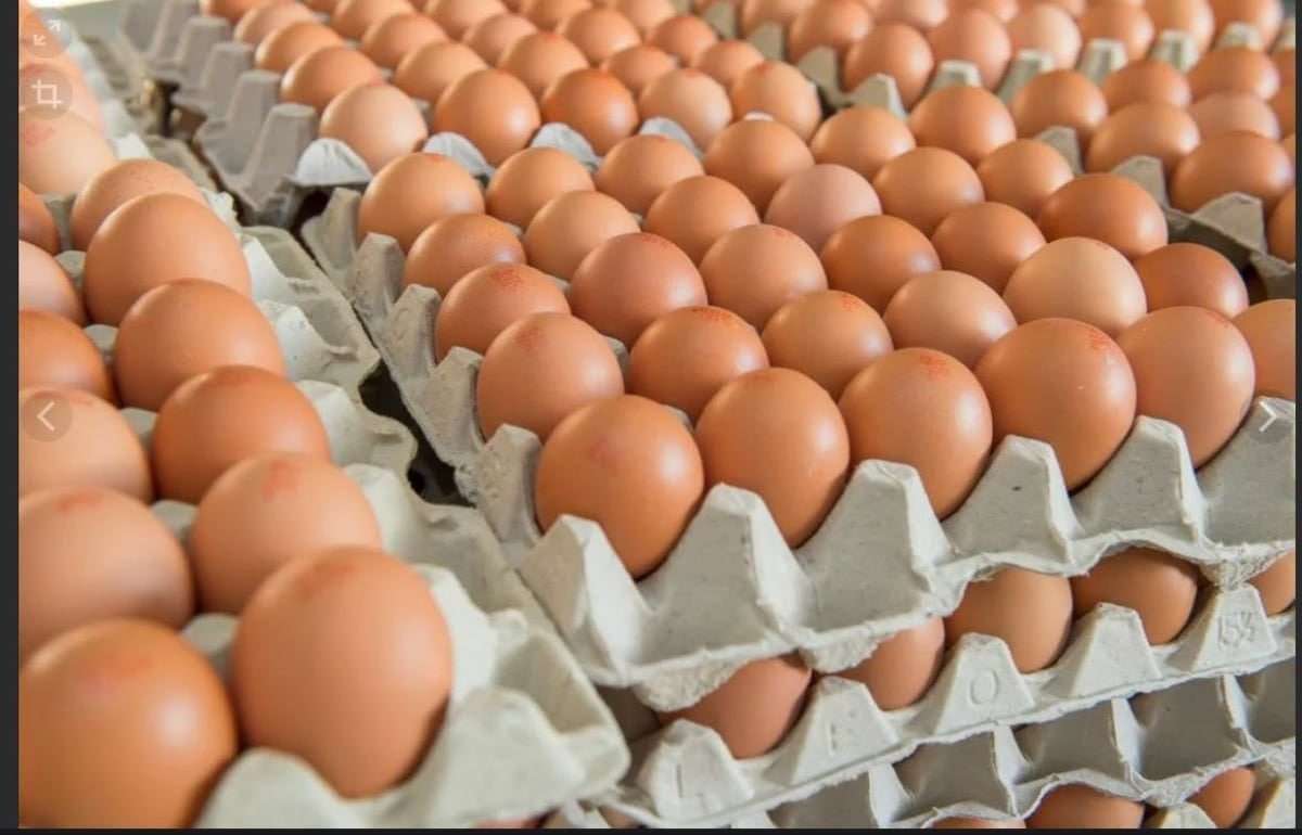 Мировой рынок яиц за десятилетие вырастет на 22% - agroexpert.md