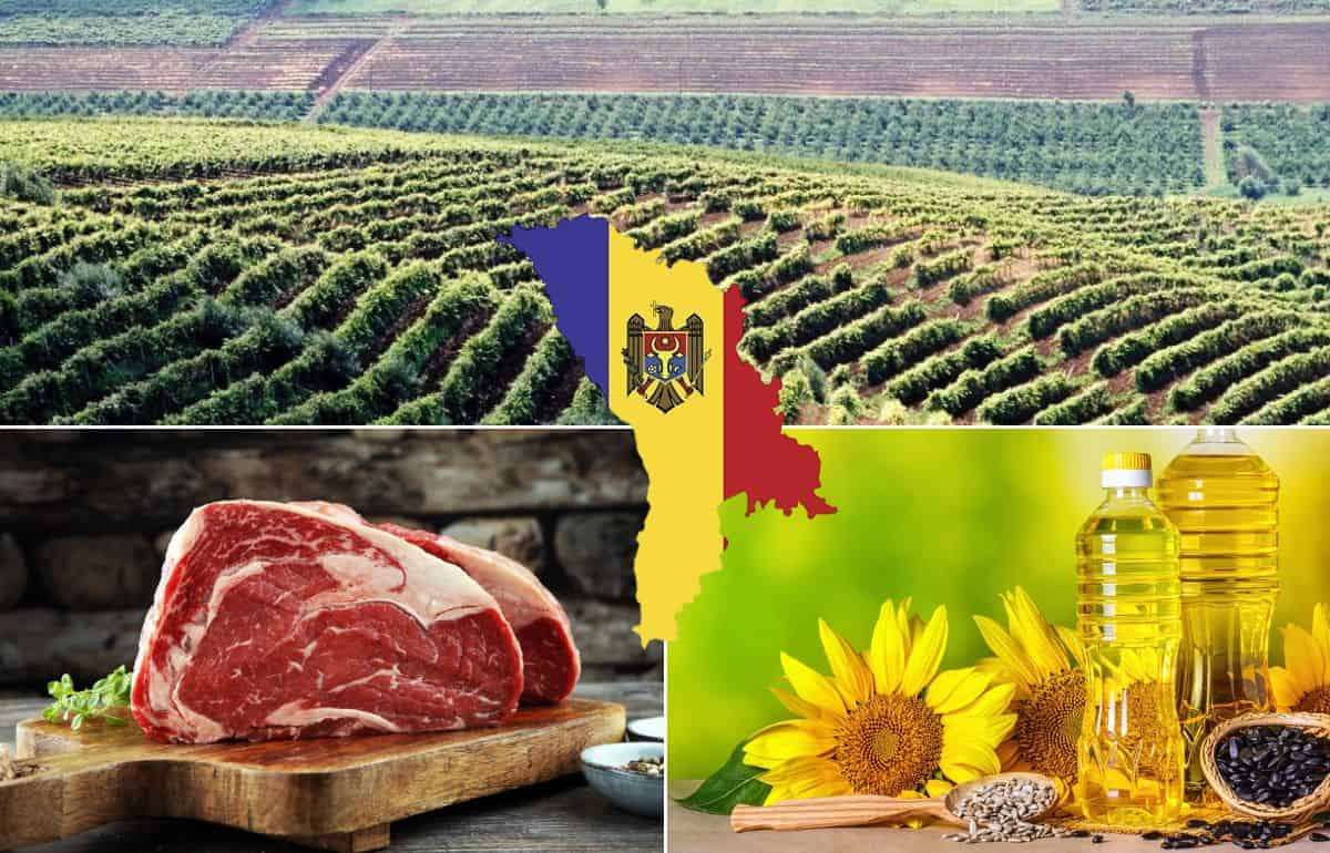 Три важных проекта правительства в аграрном секторе Молдовы - agroexpert.md