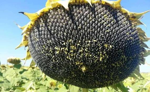 Цены на подсолнечник в Украине остаются высокими: сохранятся ли они? - agroexpert.md