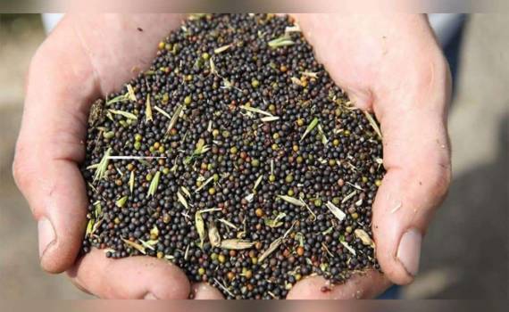 Задержка поставок рапса из Украины поддерживает котировки в Париже - agroexpert.md