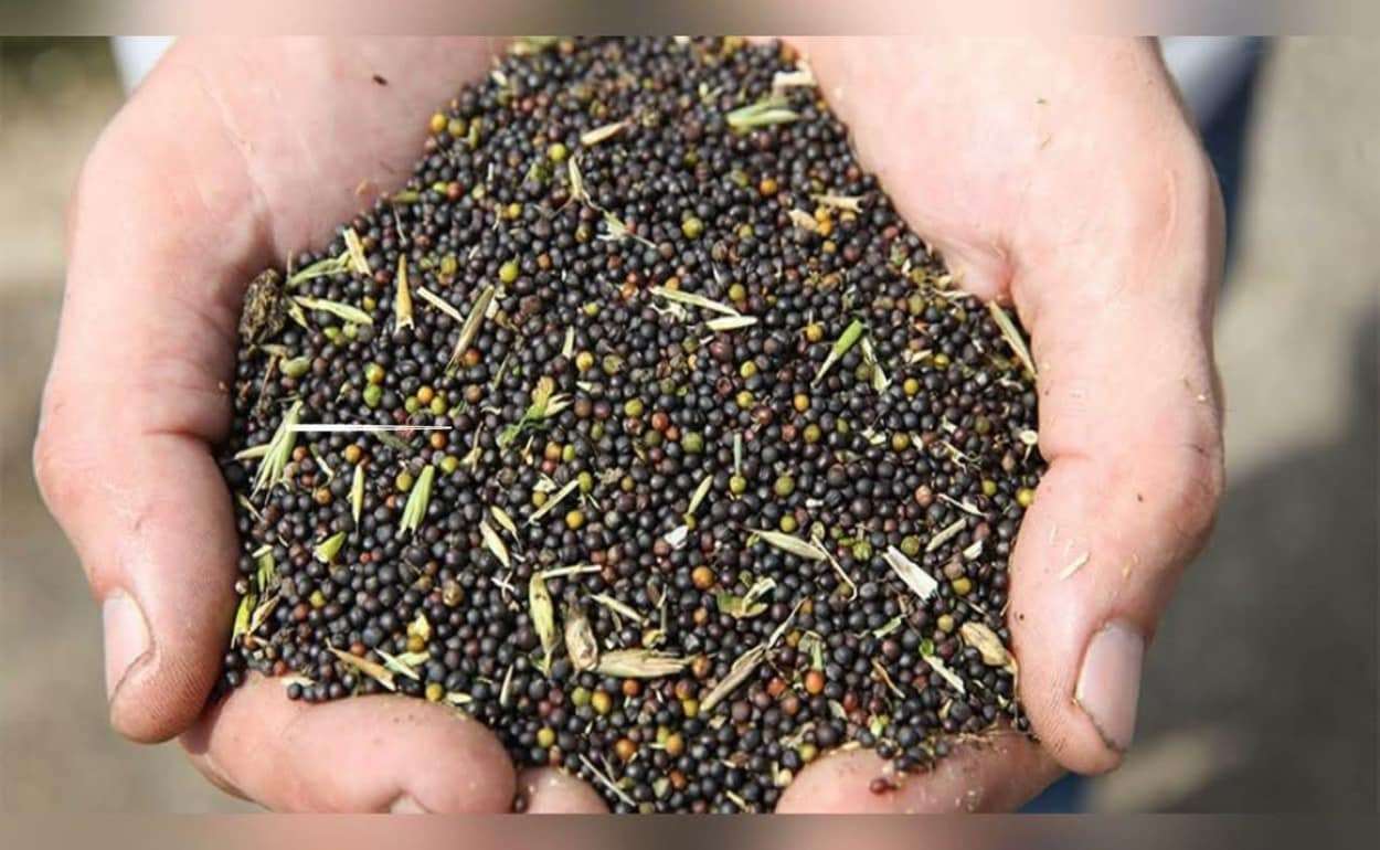 Задержка поставок рапса из Украины поддерживает котировки в Париже - agroexpert.md