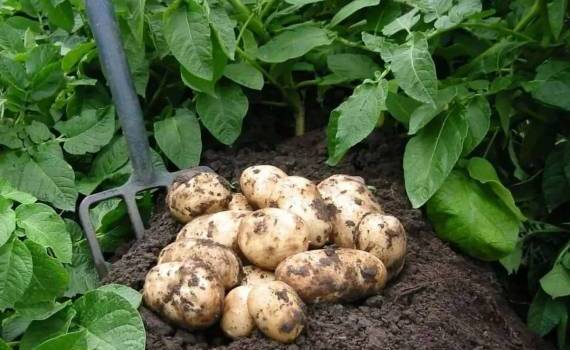 Как получить высокий урожай картофеля в домашнем хозяйстве - agroexpert.md
