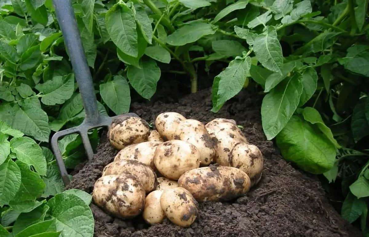 Как получить высокий урожай картофеля в домашнем хозяйстве - agroexpert.md