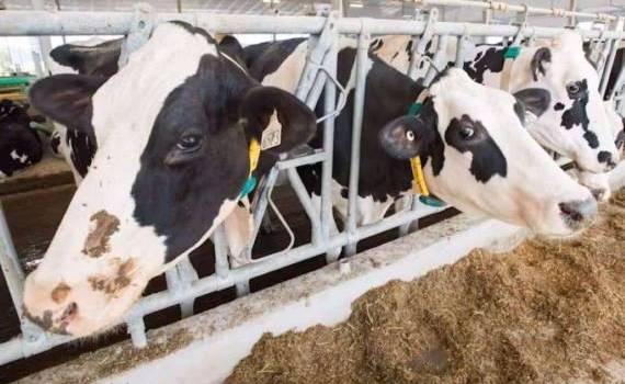 В США на молочной ферме зарегистрирован еще один случай птичьего гриппа - agroexpert.md