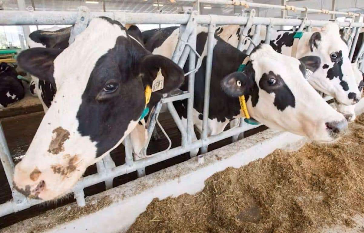 В США на молочной ферме зарегистрирован еще один случай птичьего гриппа - agroexpert.md