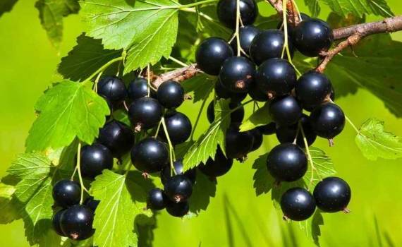 Сила сотрудничества: крупнейшая плантация смородины в Сороках - agroexpert.md