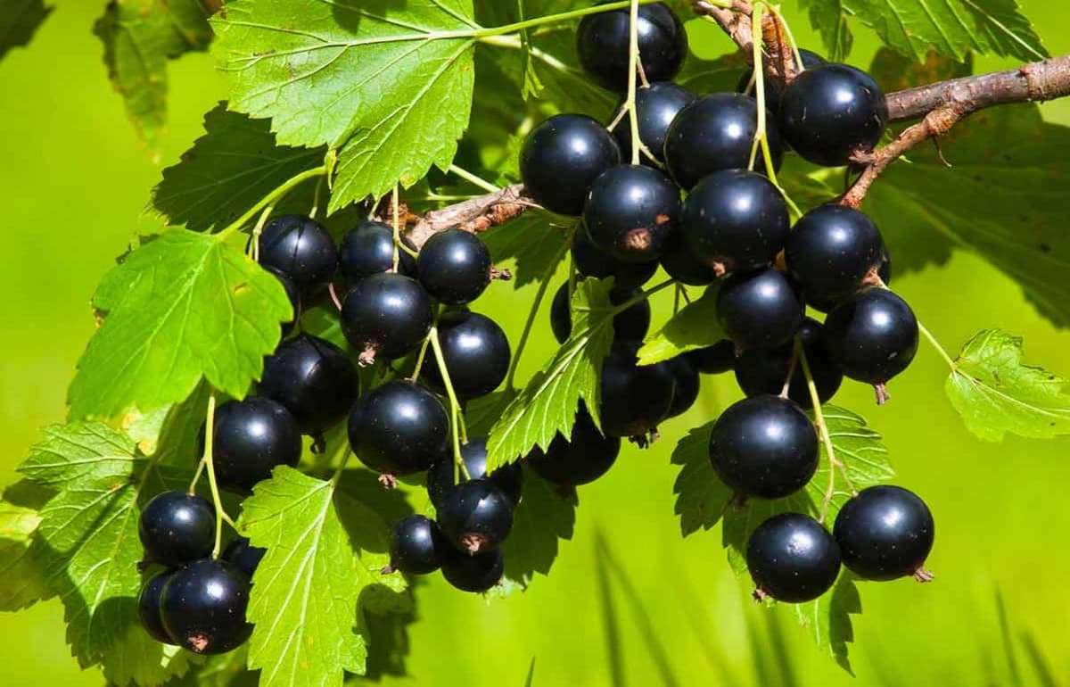 Сила сотрудничества: крупнейшая плантация смородины в Сороках - agroexpert.md