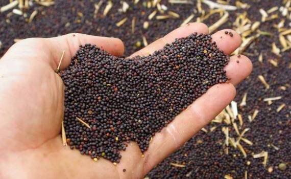 В Украине возобновилось укрепление цен на рапс - agroexpert.md