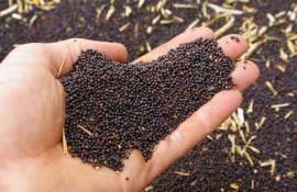 В Украине возобновилось укрепление цен на рапс - agroexpert.md