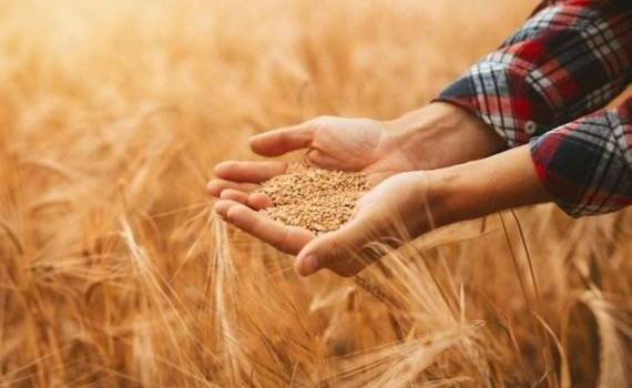 Прогноз обновлён – ЕС готовится к рекордному урожаю пшеницы и ячменя - agroexpert.md