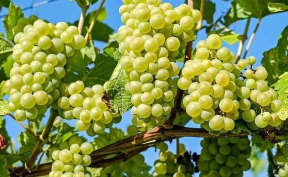 struguri, viticultură, recoltare, Sergiu Tutovan - agroexpert.md