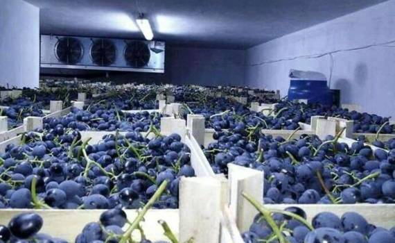 Расширенные квоты ЕС на молдавские фрукты станут доступны с 4 октября - agroexpert.md