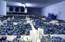 Расширенные квоты ЕС на молдавские фрукты станут доступны с 4 октября - agroexpert.md