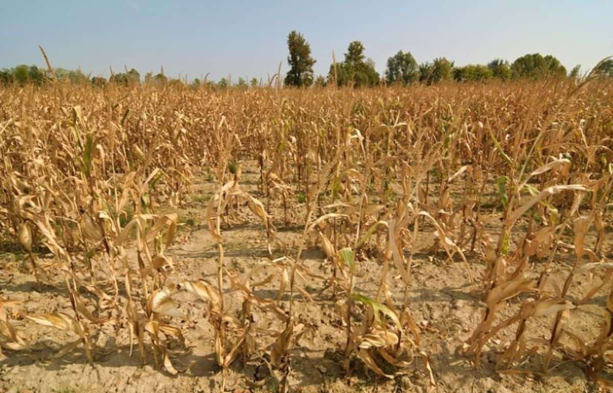 Румыния: урожай яровых резко отличается по регионам - agroexpert.md