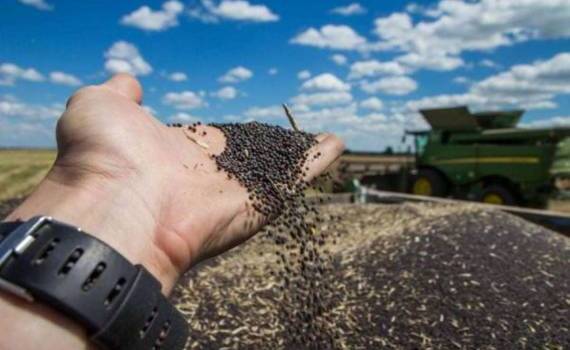 Новая технология сушки семян рапса с помощью пищевой добавки - agroexpert.md